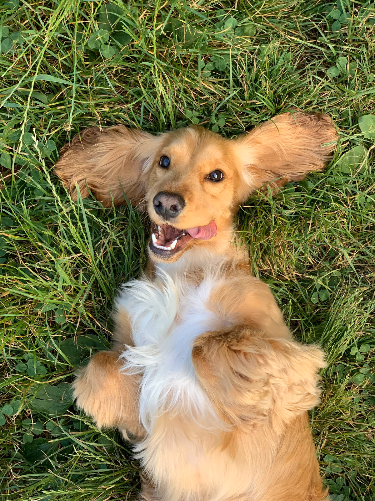 Happy golden dog lying in green grass with ears spread wide