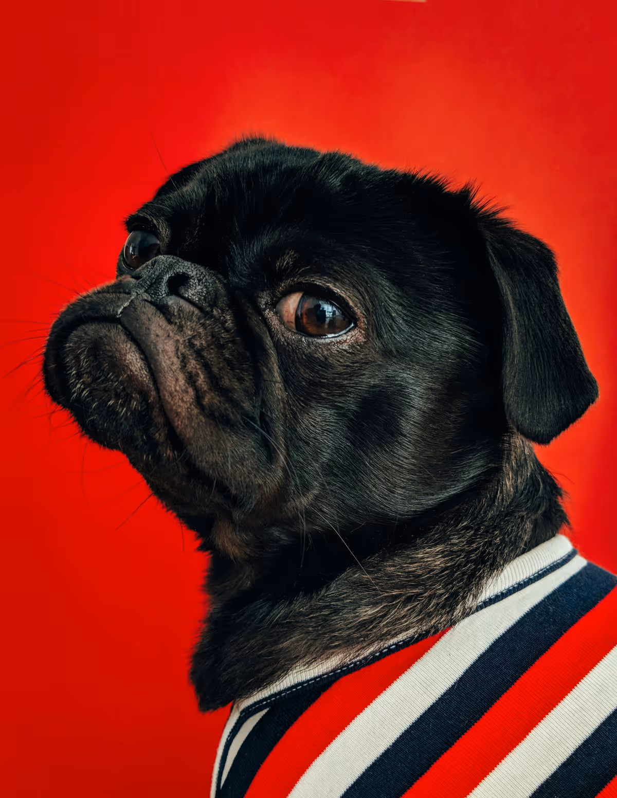 Black pug in a striped shirt looking up with curiosity