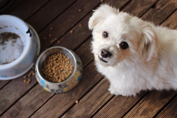 Bone broth being poured over dog kibble with fresh ingredients nearby