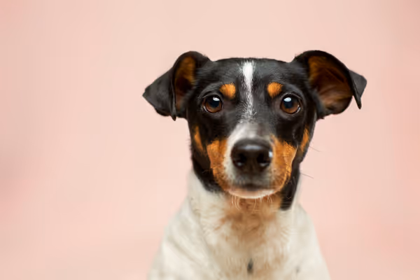 Jack Russell terrier with a curious expression on a pink background