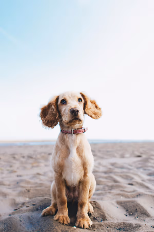 Cocker spaniel puppy sitting on a sandy beach looking up attentively
