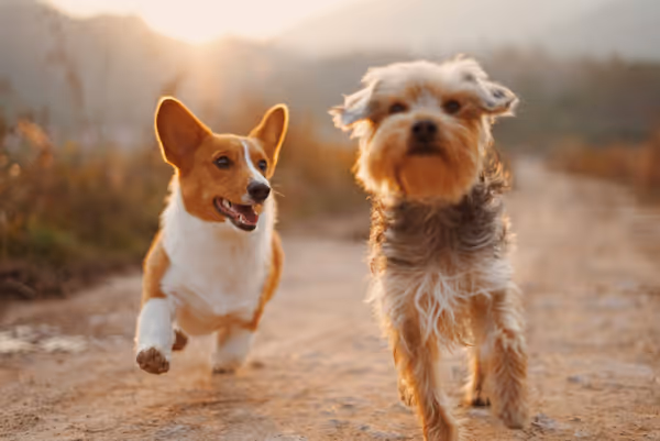 Various dog food toppers arranged around a bowl of kibble with an excited dog in the background