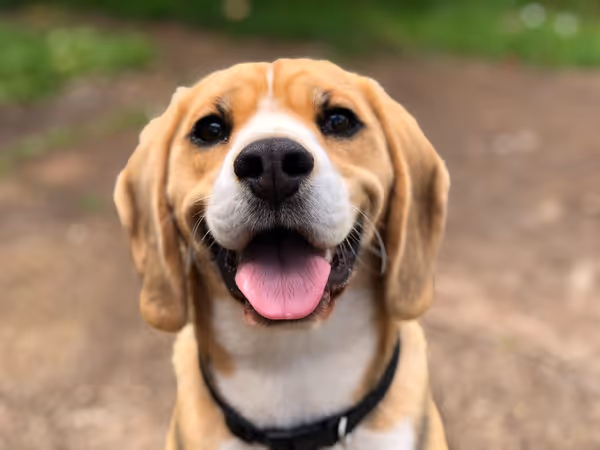 Natural dog food ingredients and flavorings next to a bowl of dry kibble