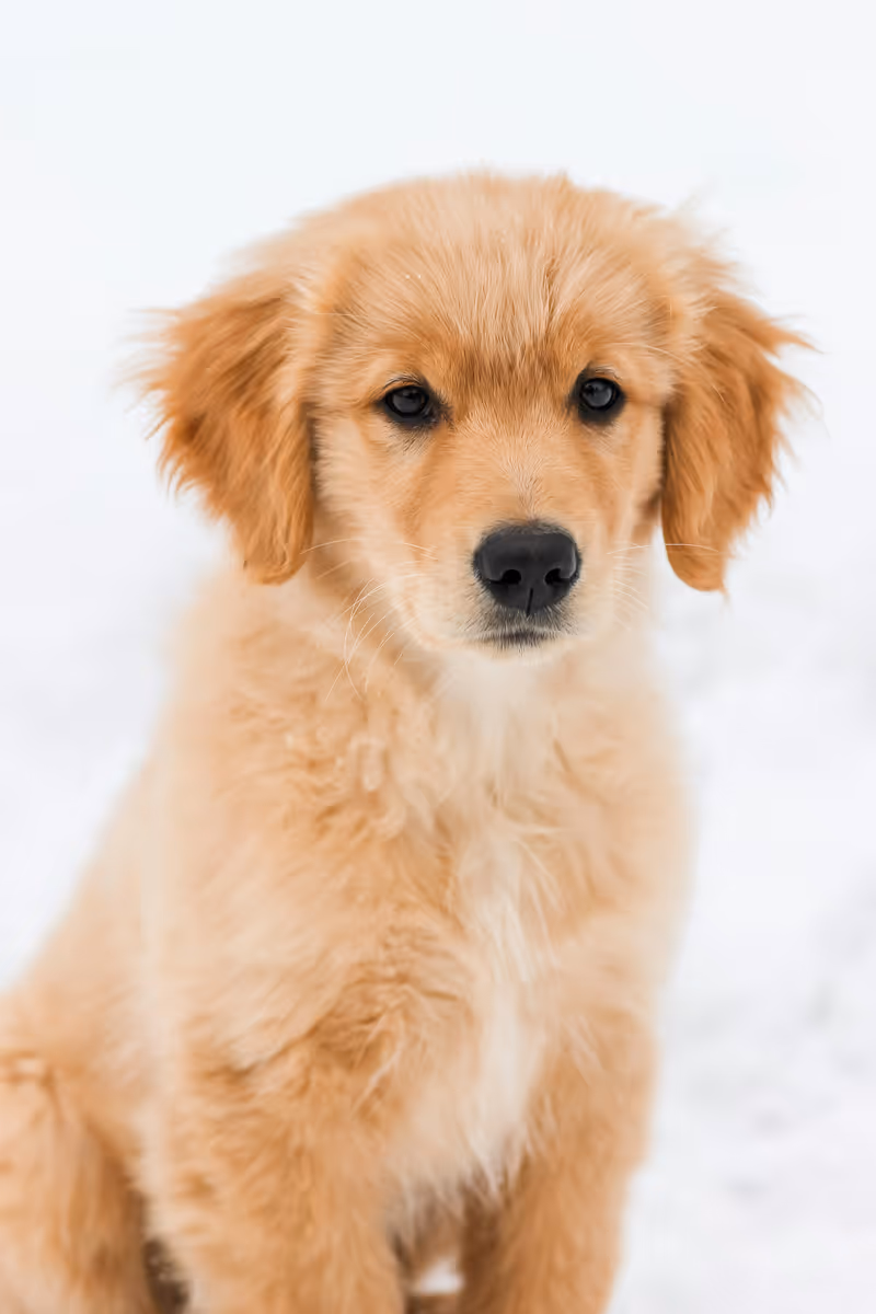 Fresh and healthy ingredients for dog food