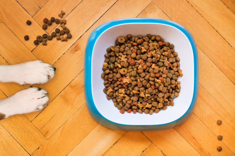 Various types of dog kibble in wooden bowls