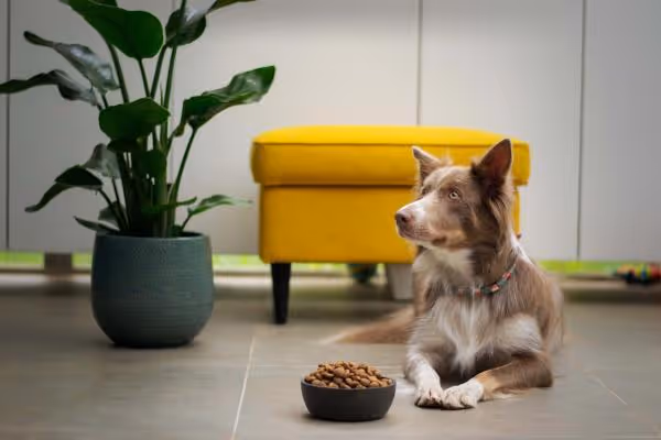 A dog enjoying a mix-in in their bowl of dog food