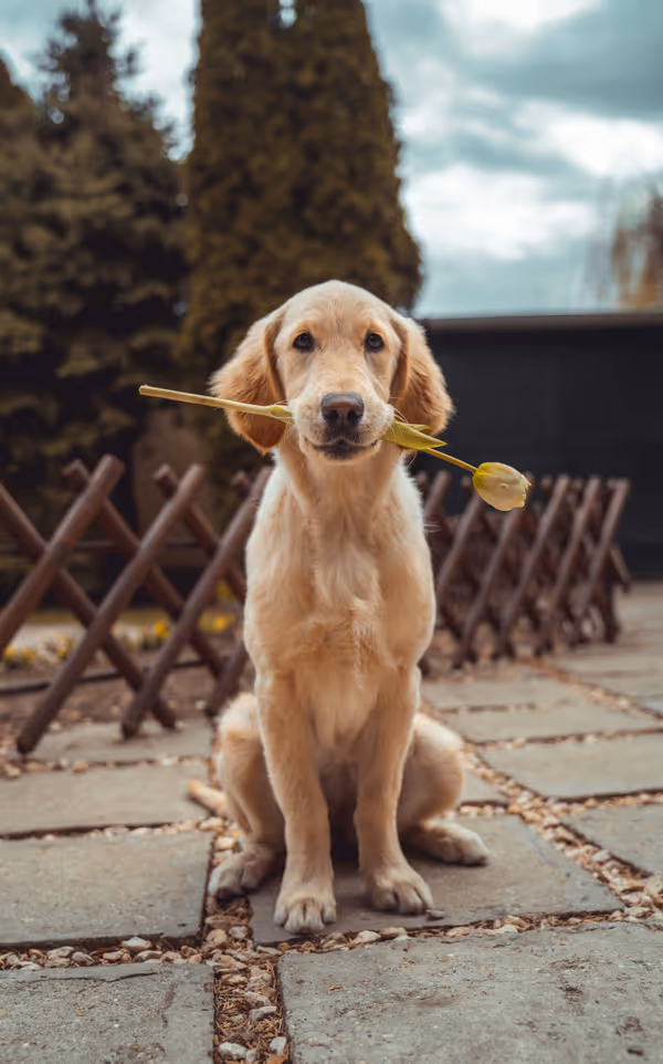 Golden retriever puppy sitting in a garden holding a yellow tulip