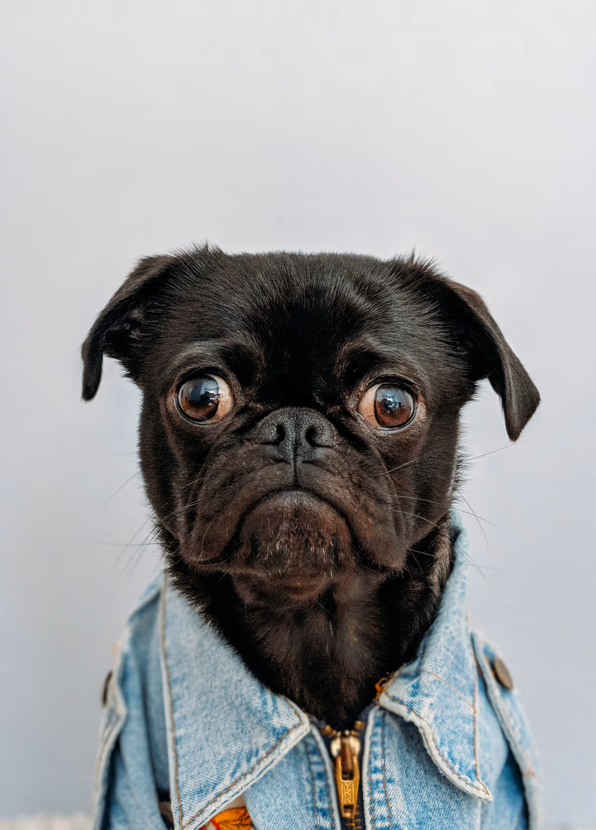 Black pug in a denim jacket looking straight at the camera