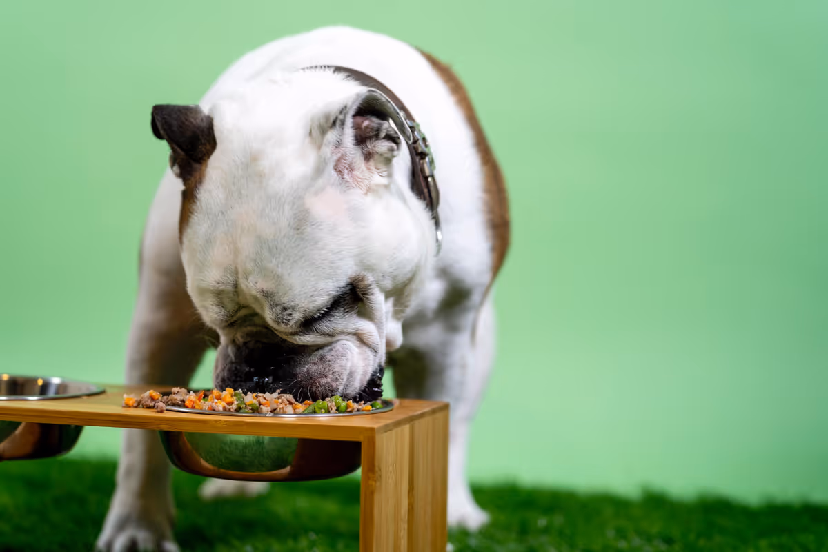 Collection of different dog food toppers arranged around a bowl of kibble