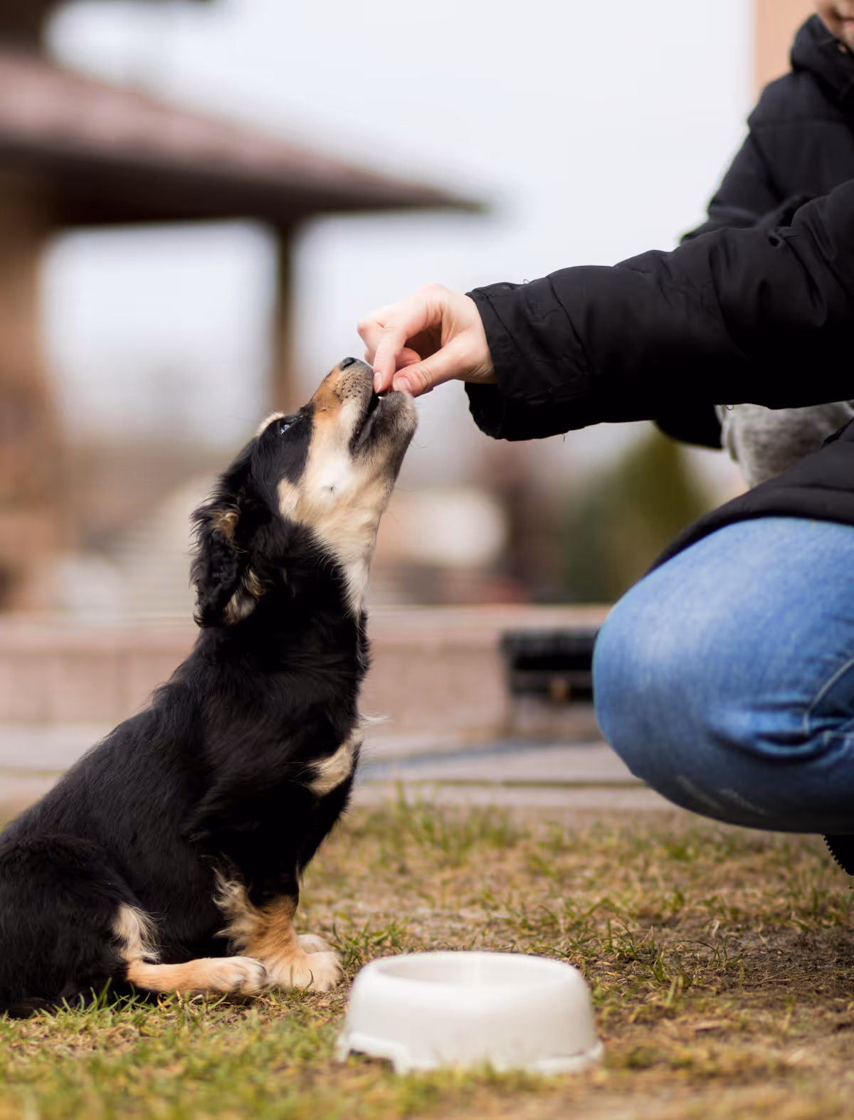An excited dog looking at a bowl of kibble topped with appetizing food toppers