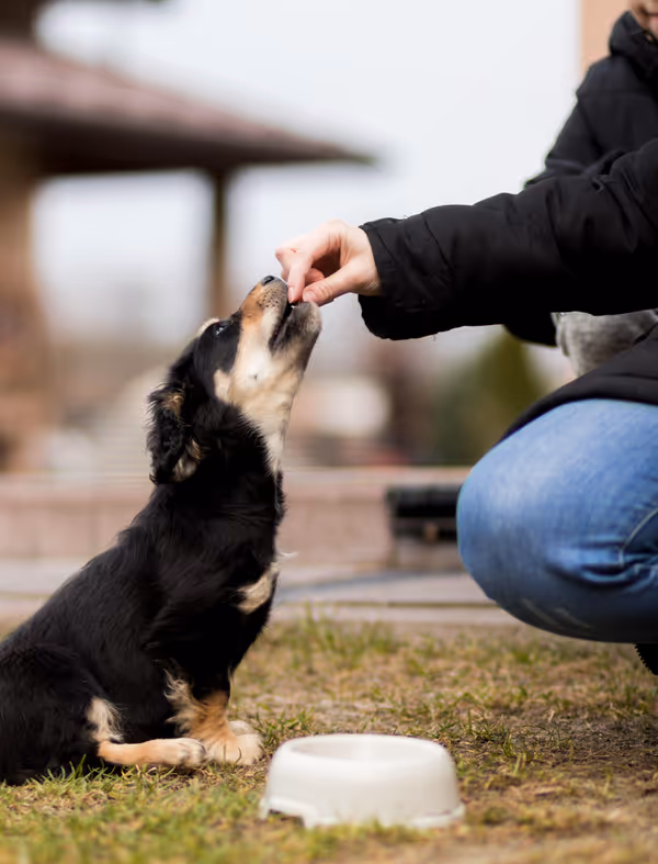 An excited dog looking at a bowl of kibble topped with appetizing food toppers
